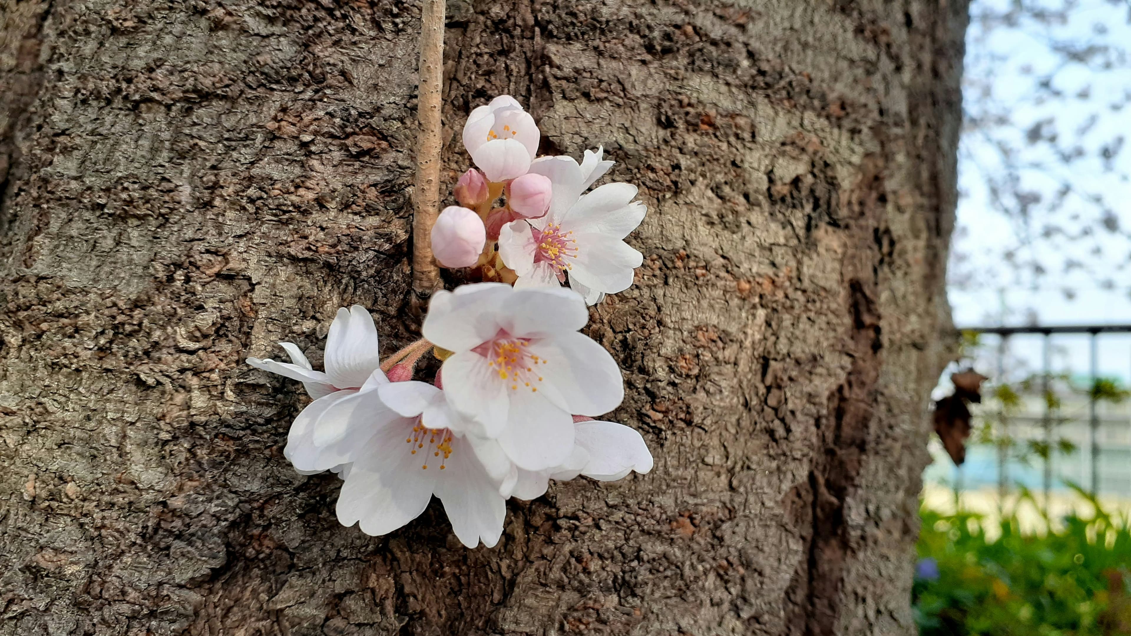 Cover Image for 今日、境内の桜が開花しました。